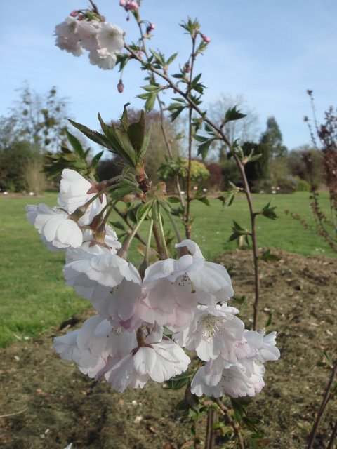 Prunus x 'Accolade' fleur P6